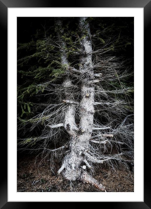 Eerie tree in dark forest Framed Mounted Print by Matthias Hauser