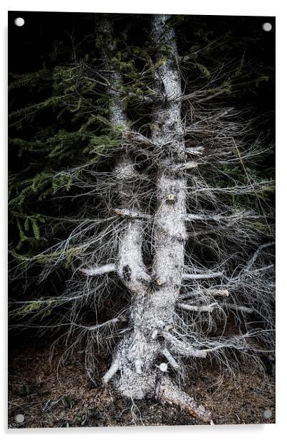 Eerie tree in dark forest Acrylic by Matthias Hauser