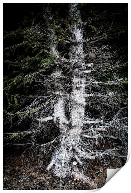 Eerie tree in dark forest Print by Matthias Hauser