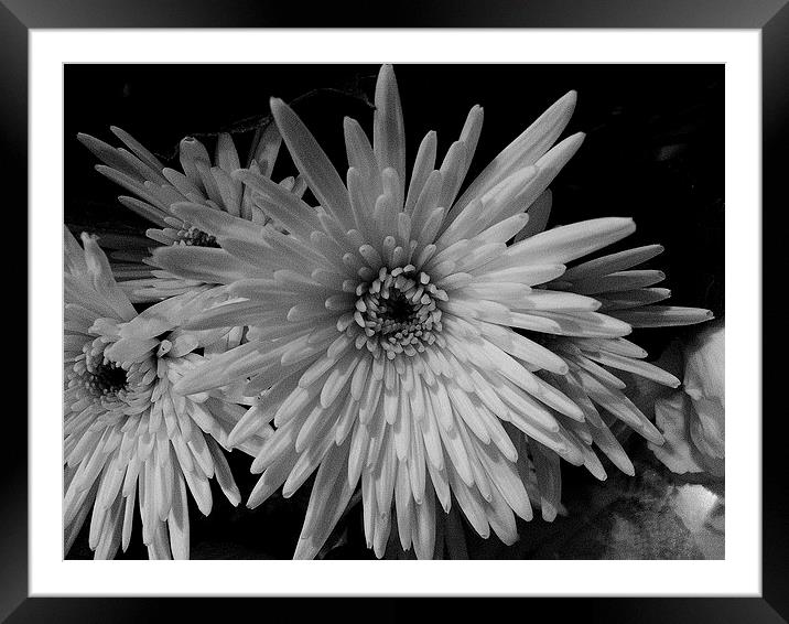 White Chrysanthemum Framed Mounted Print by Ursula Keene