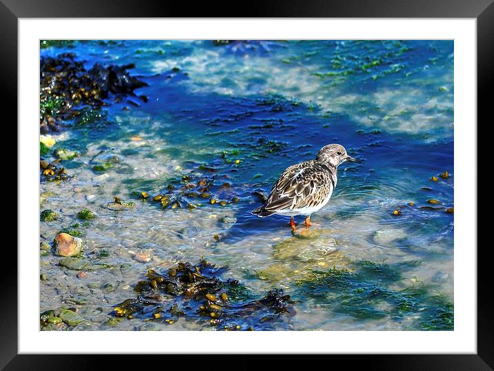 pretty turnstone Framed Mounted Print by nick wastie