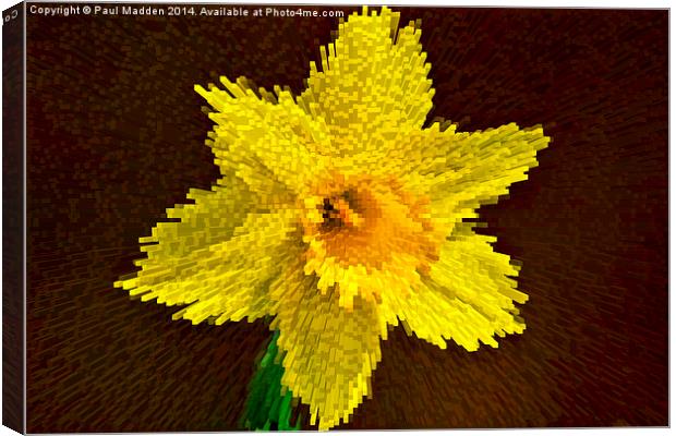 Way of the exploding daffodil Canvas Print by Paul Madden