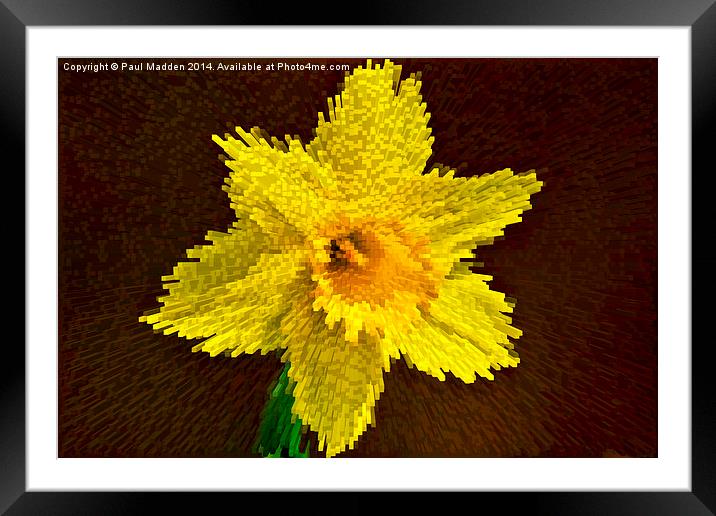 Way of the exploding daffodil Framed Mounted Print by Paul Madden