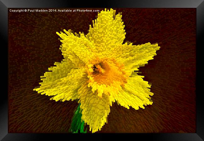 Way of the exploding daffodil Framed Print by Paul Madden