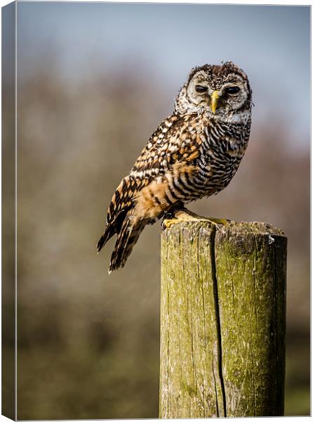 Little Owl Canvas Print by Andy McGarry