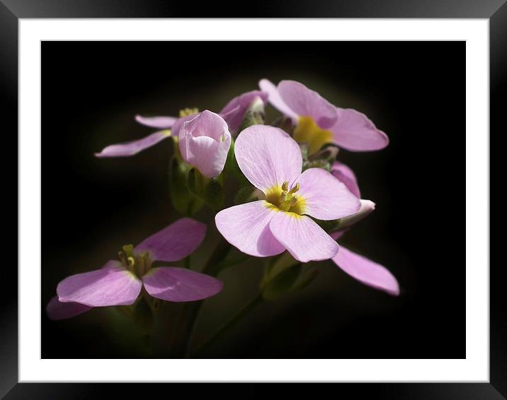 Spring Begins Framed Mounted Print by michelle whitebrook