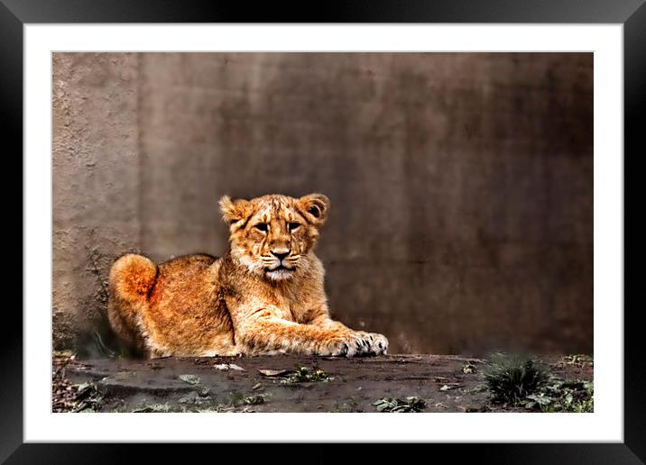 Lion cub Framed Mounted Print by Doug McRae