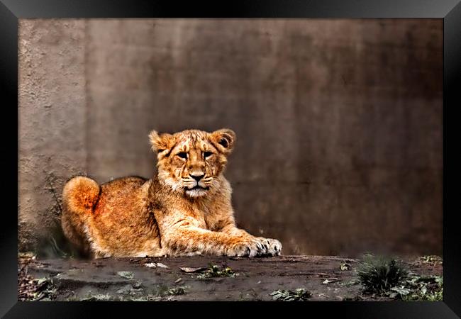 Lion cub Framed Print by Doug McRae