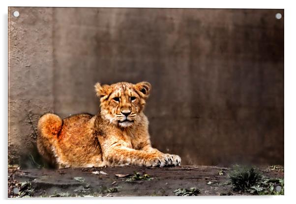 Lion cub Acrylic by Doug McRae