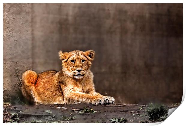 Lion cub Print by Doug McRae