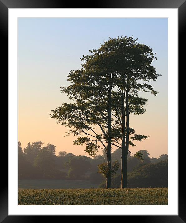Trees at dusk Framed Mounted Print by Martin Collins