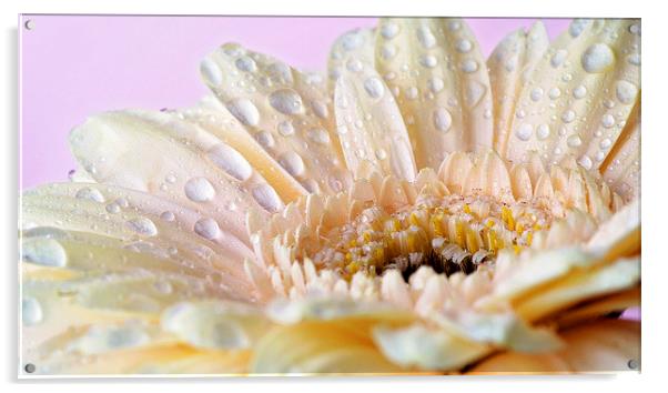 Cream gerbera with water droplets Acrylic by Rachael Drake