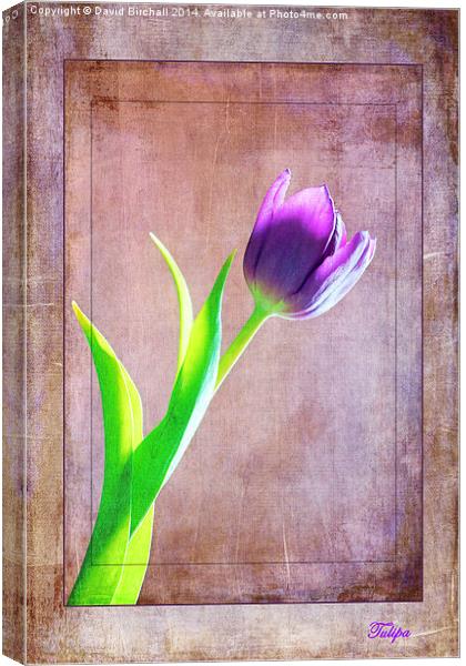 Textured Tulip Canvas Print by David Birchall