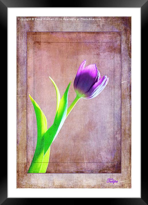Textured Tulip Framed Mounted Print by David Birchall