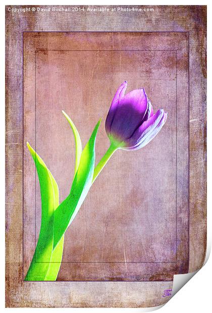 Textured Tulip Print by David Birchall