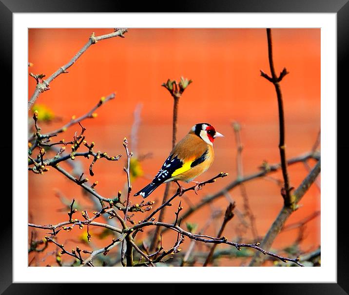 goldfinch Framed Mounted Print by nick wastie
