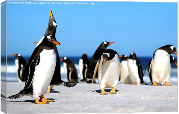 Call of the Penguins Canvas Print by Peter Farrington