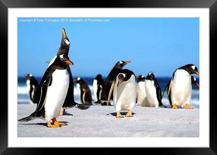 Call of the Penguins Framed Mounted Print by Peter Farrington