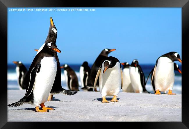 Call of the Penguins Framed Print by Peter Farrington