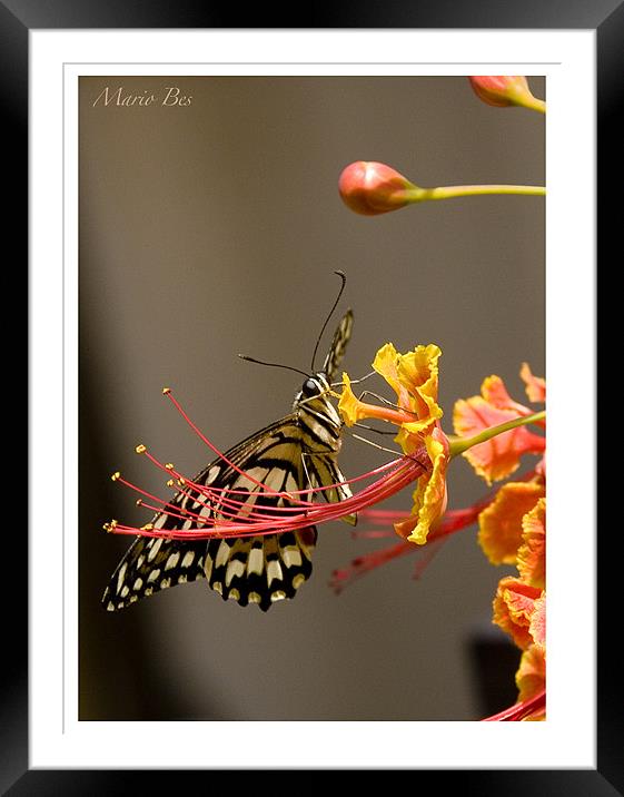 nectar feast Framed Mounted Print by Mario Angelo Bes