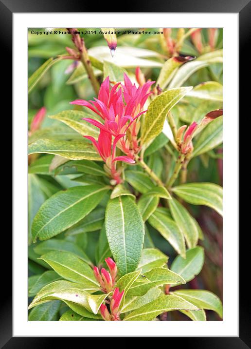 Beautiful colourful Pieris, Framed Mounted Print by Frank Irwin