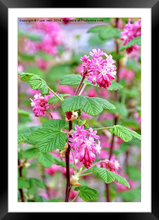Beautiful redcurrant in full bloom during the Spri Framed Mounted Print by Frank Irwin