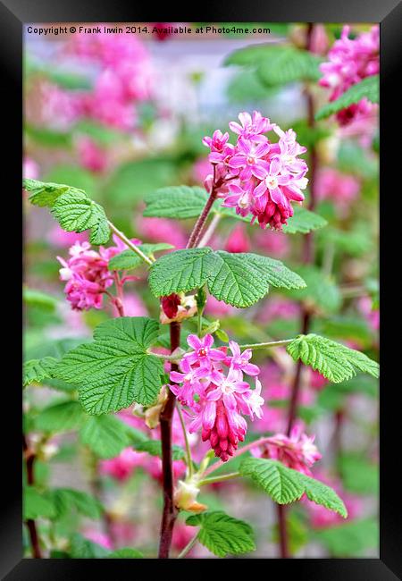 Beautiful redcurrant in full bloom during the Spri Framed Print by Frank Irwin