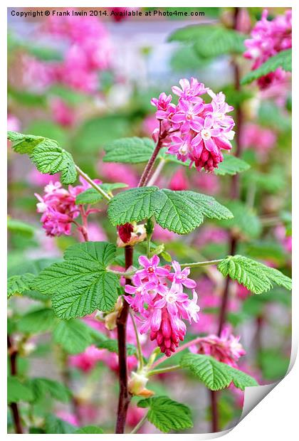Beautiful redcurrant in full bloom during the Spri Print by Frank Irwin