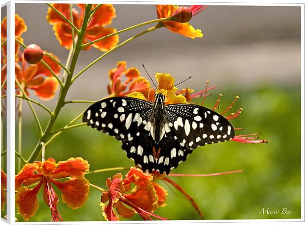 butterfly on a flower Canvas Print by Mario Angelo Bes