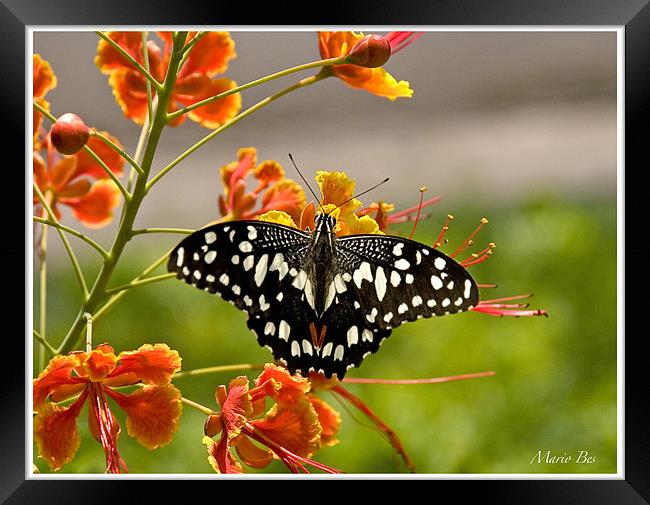 butterfly on a flower Framed Print by Mario Angelo Bes