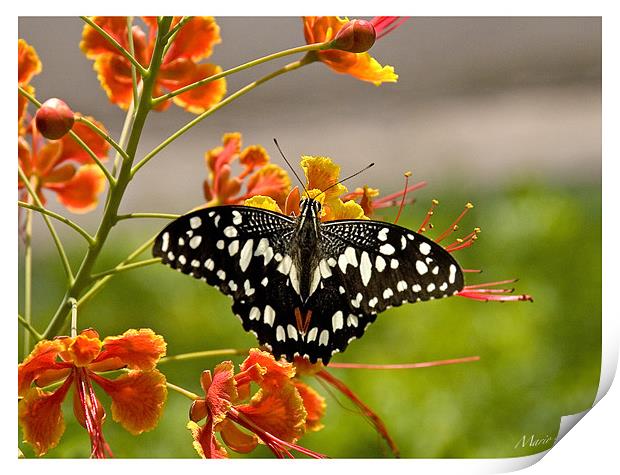 butterfly on a flower Print by Mario Angelo Bes
