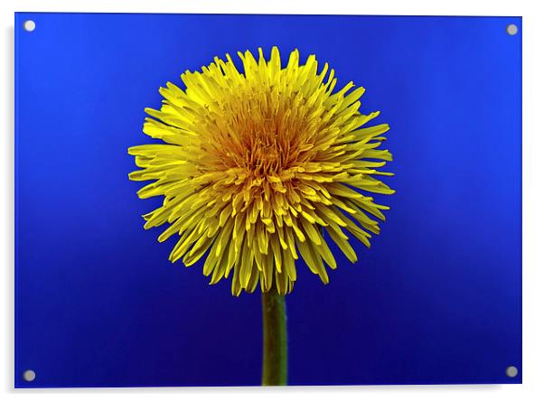 The Dandelion Acrylic by John Biggadike