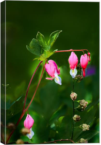 Dicentra 1 Canvas Print by Kevin West