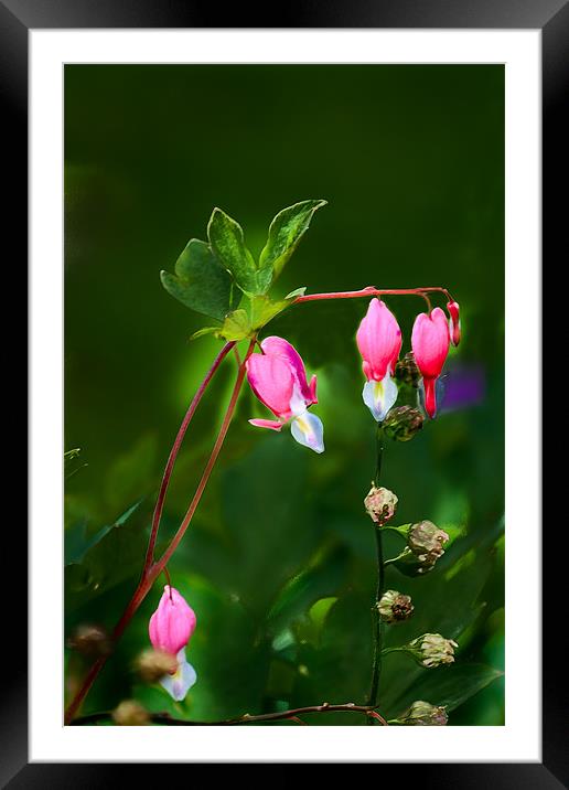 Dicentra 1 Framed Mounted Print by Kevin West
