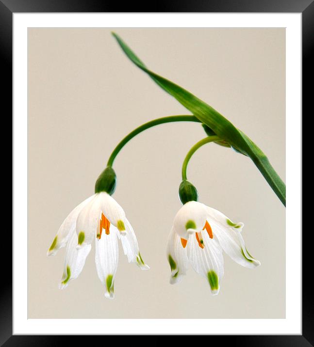 snowdrops Framed Mounted Print by sue davies