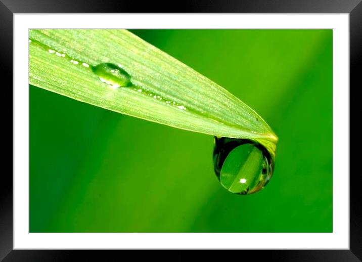 Spring by JCstudios Framed Mounted Print by JC studios LRPS ARPS
