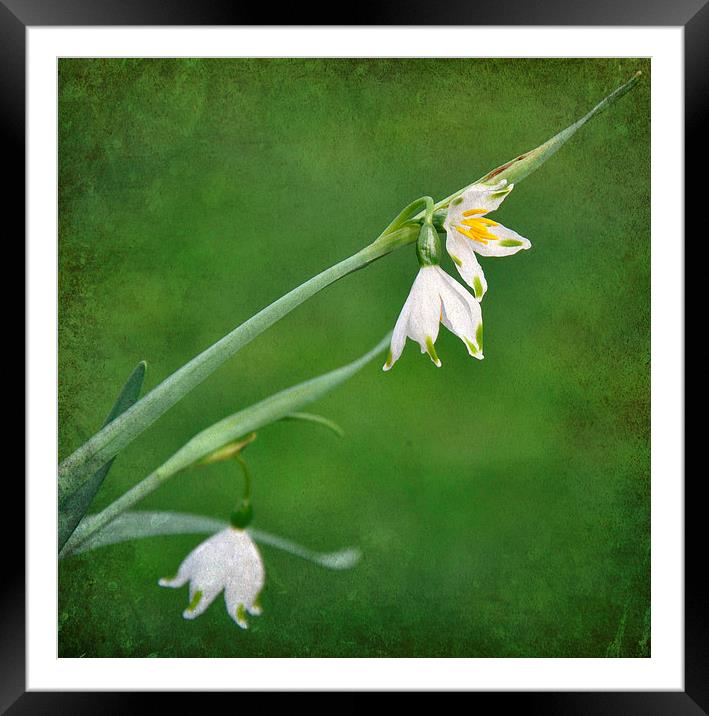 snowdrops in the grass Framed Mounted Print by sue davies