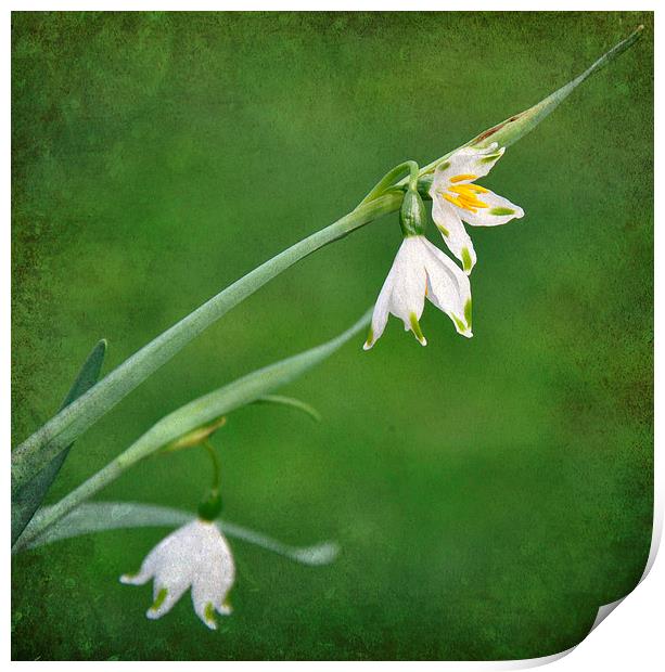 snowdrops in the grass Print by sue davies