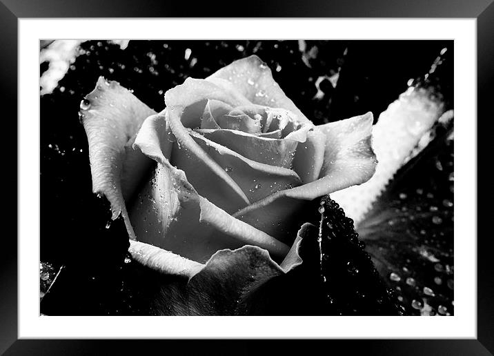 Mothers day rose Framed Mounted Print by David Hare