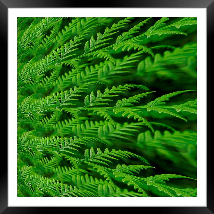 fern in the abstract Framed Mounted Print by Heather Newton