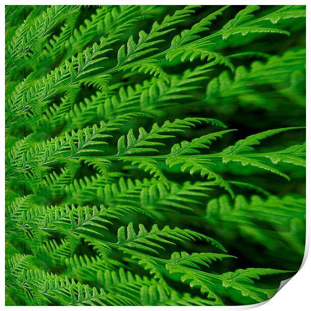 fern in the abstract Print by Heather Newton