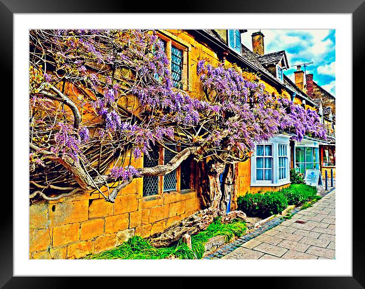 Wisteria Blooms in Broadway Framed Mounted Print by Jason Williams