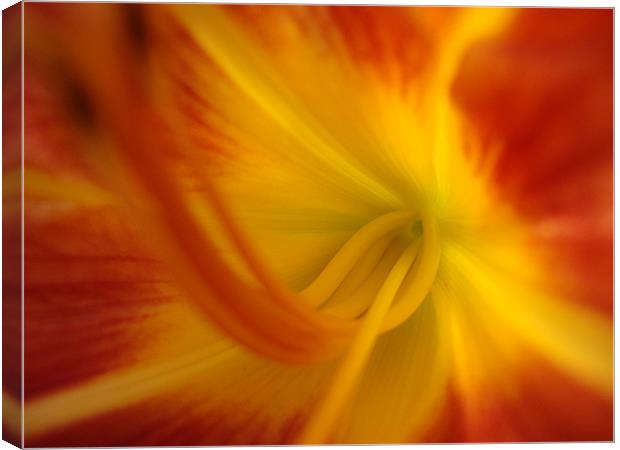 Coeur Iris Orange Canvas Print by mazet aurelia