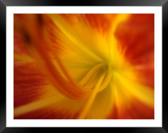 Coeur Iris Orange Framed Mounted Print by mazet aurelia