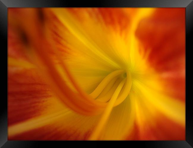 Coeur Iris Orange Framed Print by mazet aurelia