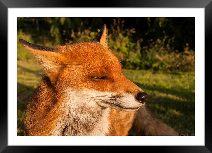 fox. Framed Mounted Print by John Morgan