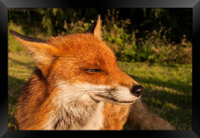 fox. Framed Print by John Morgan