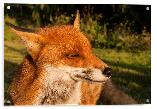 fox. Acrylic by John Morgan