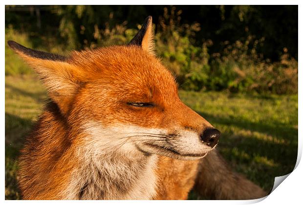 fox. Print by John Morgan
