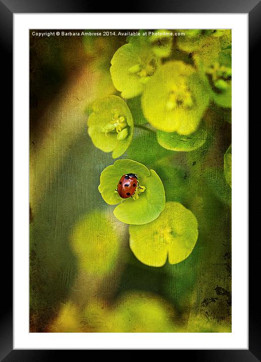Stuck in the middle Framed Mounted Print by Barbara Ambrose
